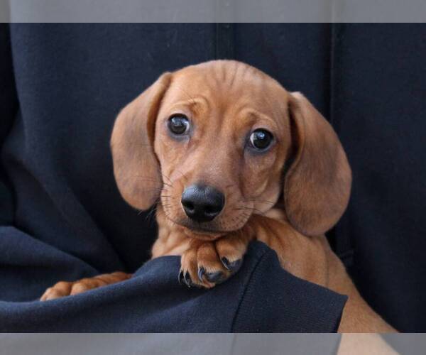 Medium Photo #1 Dachshund Puppy For Sale in AUSTELL, GA, USA