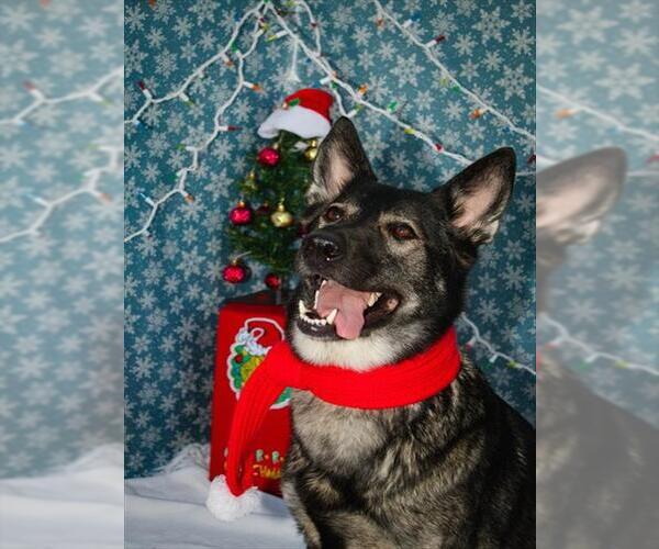 Medium Photo #1 German Shepherd Dog Puppy For Sale in Fremont, CA, USA