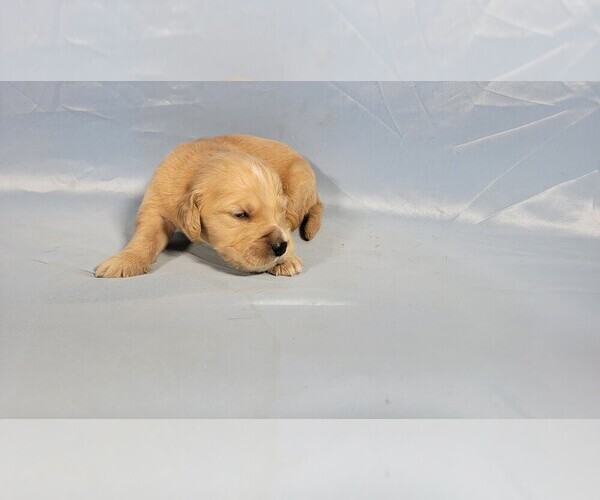 Medium Photo #56 Golden Retriever Puppy For Sale in FALCON, CO, USA