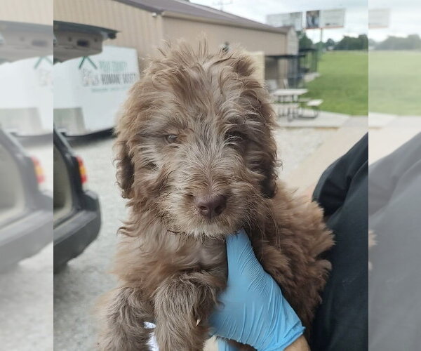 Medium Photo #2 Aussiedoodle Puppy For Sale in Bolivar, MO, USA