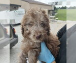 Small #1 Aussiedoodle