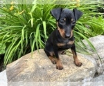 Small Photo #2 Miniature Pinscher Puppy For Sale in SUGARCREEK, OH, USA