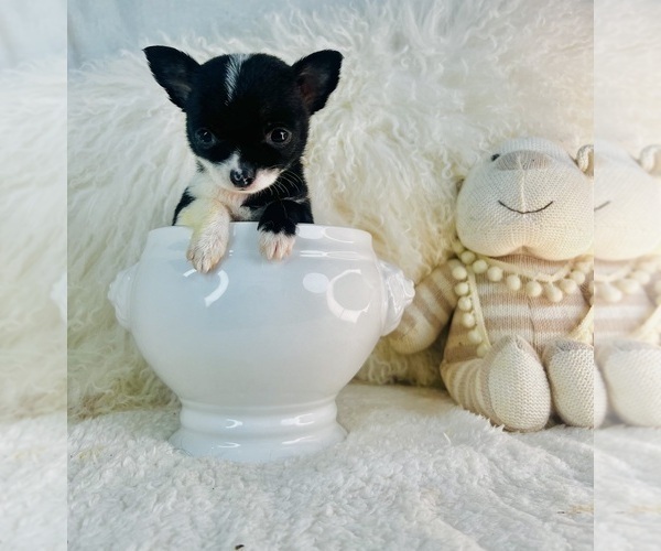 Medium Photo #3 Chihuahua Puppy For Sale in NAPLES, FL, USA