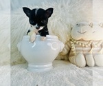 Small #2 Chihuahua