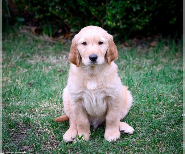 Medium Photo #17 Golden Retriever Puppy For Sale in GRAND RAPIDS, MI, USA