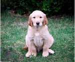 Small Photo #17 Golden Retriever Puppy For Sale in GRAND RAPIDS, MI, USA