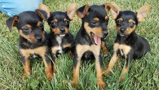 Ratshire Terrier Puppy for sale in ARTHUR, IL, USA