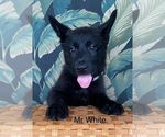 Small #25 German Shepherd Dog