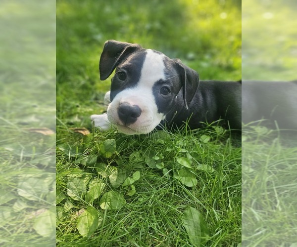 Medium Photo #1 American Pit Bull Terrier Puppy For Sale in ROCHESTER, NY, USA