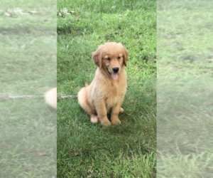 Medium Golden Retriever