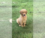 Puppy Jacqueline Golden Retriever