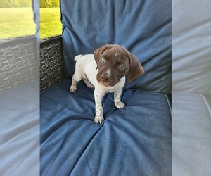 German Shorthaired Pointer Puppy for Sale in ALLIANCE, Ohio USA