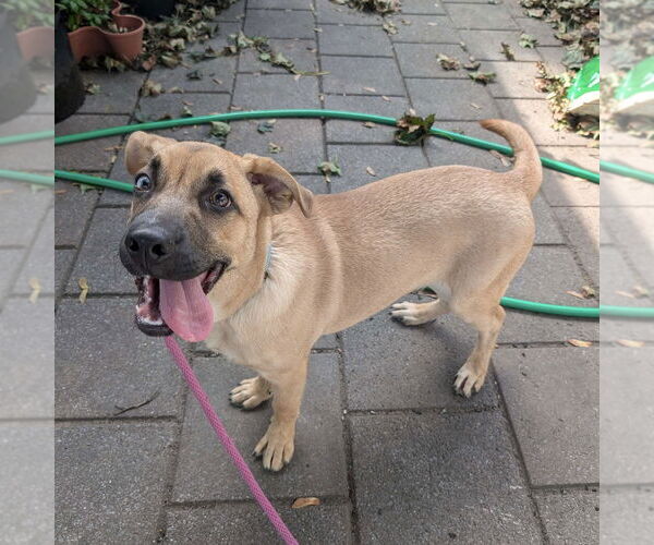 Medium Photo #6 Mountain Cur-Unknown Mix Puppy For Sale in Boston, MA, USA