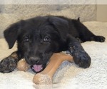 Small #1 Golden Shepherd