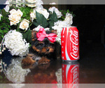 Small #7 Yorkshire Terrier