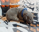 Puppy Blue Doberman Pinscher