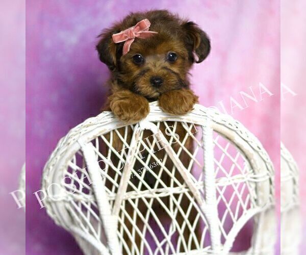 Medium Photo #131 Yorkipoo Puppy For Sale in WARSAW, IN, USA
