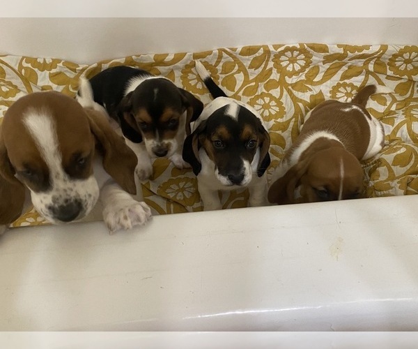 Medium Photo #6 Basset Hound Puppy For Sale in NORMAN, OK, USA