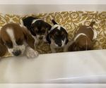 Small Photo #6 Basset Hound Puppy For Sale in NORMAN, OK, USA
