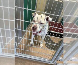 Mutt Dogs for adoption in Texas City, TX, USA