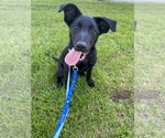 Small Photo #4 Mutt Puppy For Sale in Pottstown, PA, USA