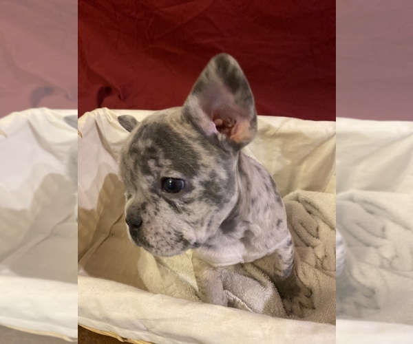 Medium Photo #6 French Bulldog Puppy For Sale in LAKE ELSINORE, CA, USA