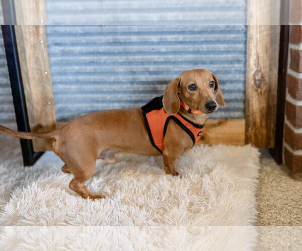 Medium Photo #2 Dachshund Puppy For Sale in St. Louis Park, MN, USA