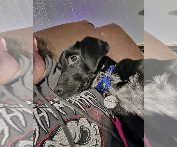 Medium Photo #4 Colonial Cocker Spaniel-Unknown Mix Puppy For Sale in Boston, MA, USA