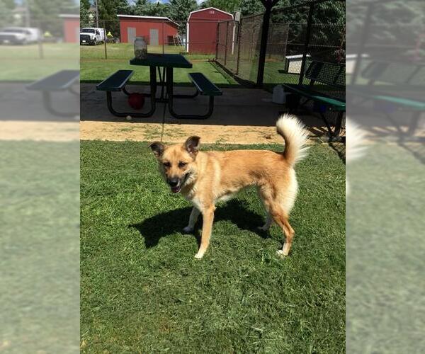 Medium Photo #1 German Shepherd Dog Puppy For Sale in Grovetown, GA, USA