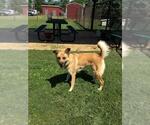 Small German Shepherd Dog