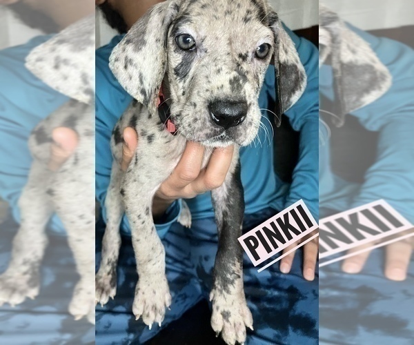 Medium Photo #17 Great Dane Puppy For Sale in COLUMBUS, OH, USA