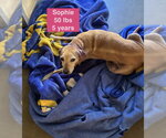 Small #3 Labrador Retriever-Rhodesian Ridgeback Mix