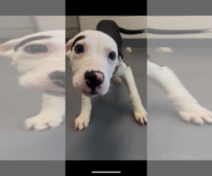 Mutt Dogs for adoption in Hilton Head, SC, USA