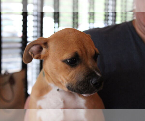 Medium Photo #3 Mutt Puppy For Sale in Holly Springs, NC, USA