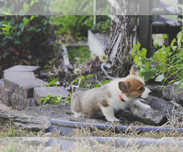 Medium Photo #10 Pembroke Welsh Corgi Puppy For Sale in FAIR GROVE, MO, USA