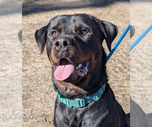 Rottweiler Dogs for adoption in Hillsboro, NH, USA