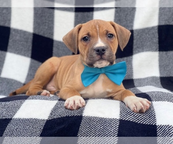 Medium Photo #8 American Staffordshire Terrier Puppy For Sale in LAKELAND, FL, USA