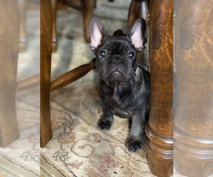 French Bulldog Puppy for sale in SADIEVILLE, KY, USA