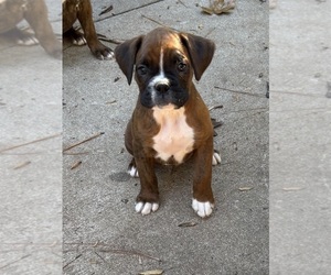 Boxer Puppy for sale in ABBEVILLE, SC, USA