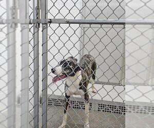 Catahoula Leopard Dog-Unknown Mix Dogs for adoption in Temple, TX, USA
