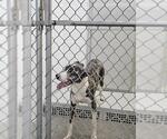 Small Catahoula Leopard Dog Mix