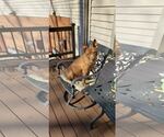Small Photo #7 American Pit Bull Terrier-Staffordshire Bull Terrier Mix Puppy For Sale in Fuquay-Varina, NC, USA