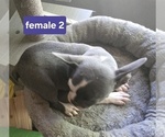 Small #2 Faux Frenchbo Bulldog