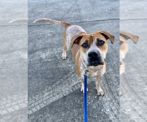 Medium Photo #2 Coonhound-Unknown Mix Puppy For Sale in Evansville, IN, USA