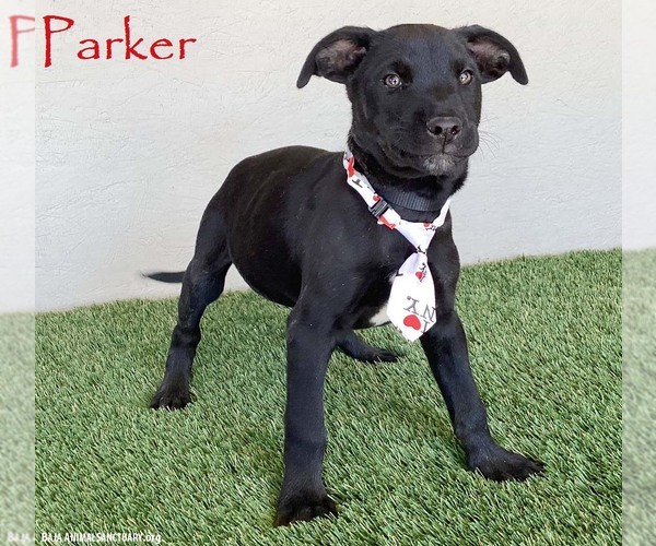 Medium Photo #1 Mutt Puppy For Sale in San Diego, CA, USA