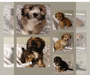 Silky Cocker Puppy for Sale in BURLINGTON, Massachusetts USA