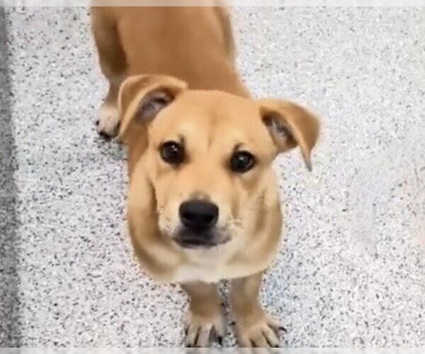 Medium Photo #2 Labrador Retriever-Unknown Mix Puppy For Sale in Houston, TX, USA