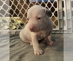 Puppy Puppy 6 American Pit Bull Terrier
