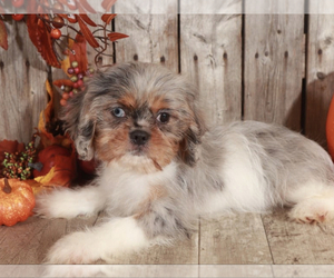 Cava-Tzu Puppy for sale in MOUNT VERNON, OH, USA