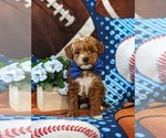Small Photo #1 Poodle (Toy)-ShihPoo Mix Puppy For Sale in LINCOLN UNIVERSITY, PA, USA
